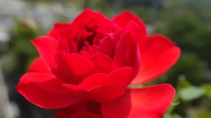For the red plum, the blossoms are like a painting (savoring the exquisite beauty of the red plum)