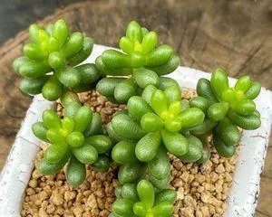 Can succulents be placed in the bedroom? (Benefits and precautions of having succulents in the bedroom)