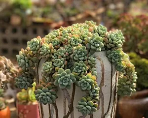 Cultivation methods and precautions for succulent Raul (Master the key points to create the beauty of succulent Raul!)
