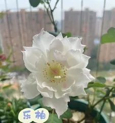 The Advantages and Disadvantages of Hibiscus Kawabata (Exploring the Advantages, Disadvantages, and Suitable Planting Conditions of Hibiscus Kawabata)