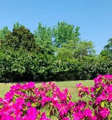 Azalea: resplendent in purple and red, outstanding and unique