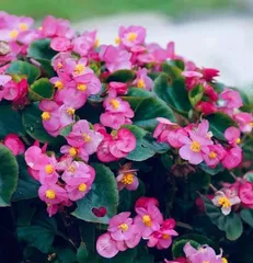 Growth characteristics and sun exposure habits of Freesia (Understanding the sun requirements and sun protection methods of Freesia to ensure its healthy growth)