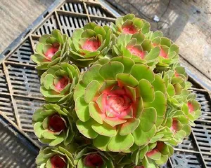 Methods and Key Points for Growing Succulents (Creating a Simple and Practical Succulent Garden)