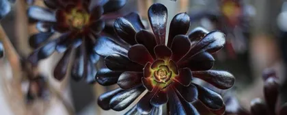 How to rescue and treat a succulent with rotten roots (easily rescue succulents, follow these steps)