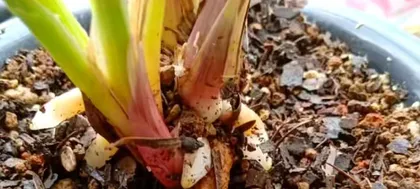 The Best Time and Methods for Repotting Orchids (Master the Correct Timing to Ensure Healthy Growth of Orchids)