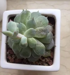 Reasons and Solutions for Succulent Leaf Drop (Reasons and Solutions for Succulent Leaf Drop)