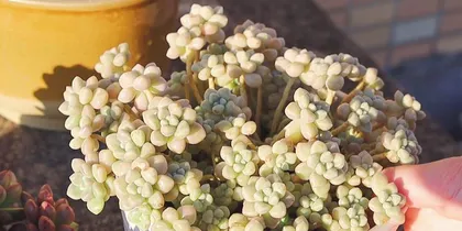 The blue apple succulent is etiolating. How to deal with it? (Methods to avoid etiolation and handling techniques)