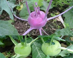 How to Grow Orchid Seeds? (Comprehensive Guide from Seed Selection to Management Techniques)