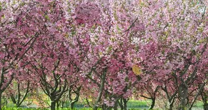 The blooming and fruiting time of hawthorn (Revealing the seasonal characteristics of hawthorn blooming and fruiting and cultivation techniques)