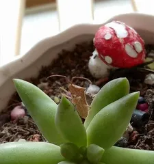 How to Prevent Succulents from Getting Pests (A Good Way to Solve the Problem of Succulent Growth)