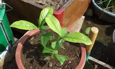 Complete Guide to Repotting Pyracantha (Time, Methods, Steps, and Precautions All Included)