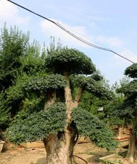 Research on the Cold Resistance and Adaptability of Tamarix chinensis (Taking Tamarix chinensis as an example to explore the coping strategies of tree species in cold environments)