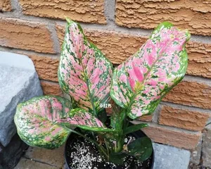 Closely Related to Evergreen: Exploring Plants Similar to the Christmas Cactus