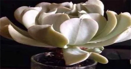 Succulent Hydroponic Cultivation Guide (From Beginner to Advanced, Easily Master Hydroponic Techniques)