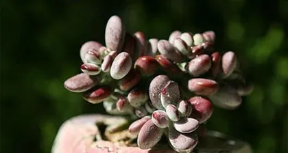The Great Secret of Succulent Cold Tolerance (Can Succulents Thrive from Zero to Negative Ten Degrees?)