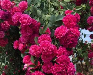 A plant similar to roses—roses (a graceful rose, a myriad of beautiful forms)