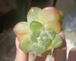 How succulents spend the winter (temperature, light, and water are key)