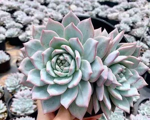 The air purification and formaldehyde absorption effects of succulents (Exploring the efficacy of succulents in purifying indoor air and absorbing formaldehyde)