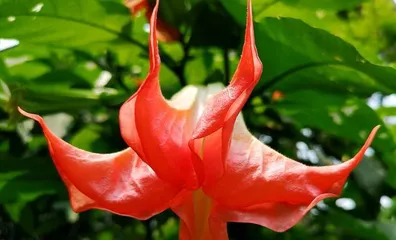Exploring the mysterious flower like a mandrake (lifting the veil of the mandrake flower, getting to know other mysterious flowers)