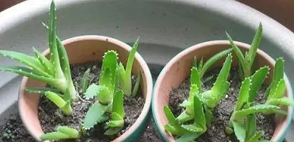 Complete Guide to Propagating Succulents (From Selection to Propagation, Easily Master Planting Techniques)