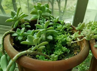 The benefits and precautions of using rice water to water succulents (Is it suitable for succulents to be watered with rice water? How to properly use rice water to water succulents?)