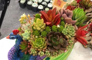 The Flower Language and Symbolism of the Fire Sacrifice (Exploring the meaning conveyed by the flowers of the Fire Sacrifice and understanding the cultural connotations of the Fire Sacrifice)