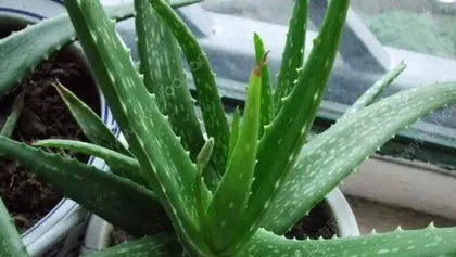 Decoding the "Aloe Sisters" (Exploring the Mysterious "Brother Plant" and Its Medical Value)