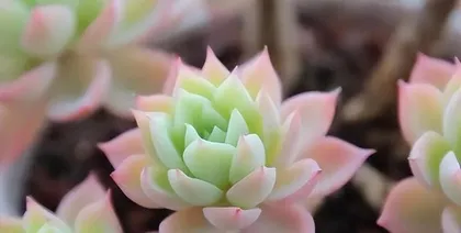 How to Propagate Potted Violet? Detailed Methods and Precautions to Help You Easily Become a Succulent Expert!