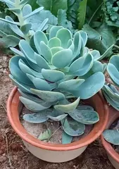 Methods and Techniques for Propagating Succulents (Making Your Succulents More Diverse)
