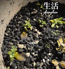 The Secret to Succulent Germination Revealed (Quick Tips and Precautions for Sprouting Succulents)