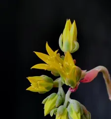 A Complete Guide to Succulent Blooming (Understanding the Characteristics and Appearance of Succulent Blooms)