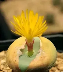 The Handling Methods After Succulents Flower (Maintaining Healthy Growth, Promoting the Next Bloom)