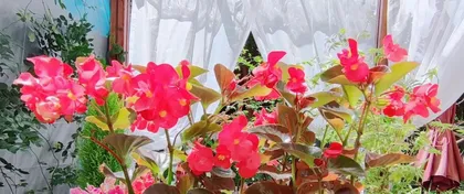 如何养护海棠花以促进生长（15个步骤详解海棠花的养护）3