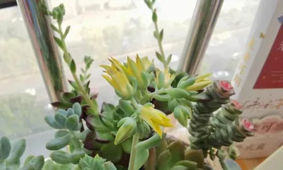 Succulents blooming, the source of happiness (interpretation of the feng shui meaning of succulent blooming, bringing you good luck)