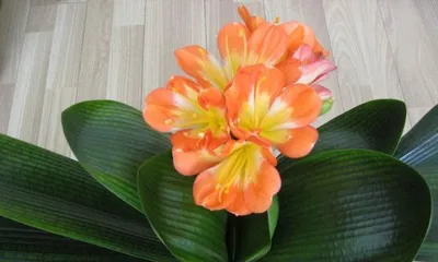 Explore the characteristics and growth habits of grass similar to Clivia Miniata.