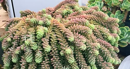 Care Guide for Sedum morganianum (Help Your Sedum morganianum Thrive) 3