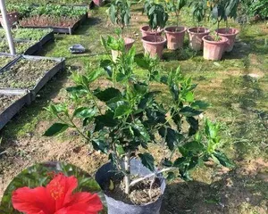 红多久开花？养护多久才能看到花开？（解密红花开花期和养护要点，享受盛开美景的诀窍）2