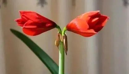 红多久开花？养护多久才能看到花开？（解密红花开花期和养护要点，享受盛开美景的诀窍）3
