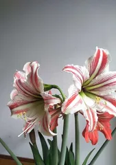 The blooming time and characteristics of花期 features of 对对红 (kudouhong) (Exploring the flowering patterns and ornamental value of 对对红)