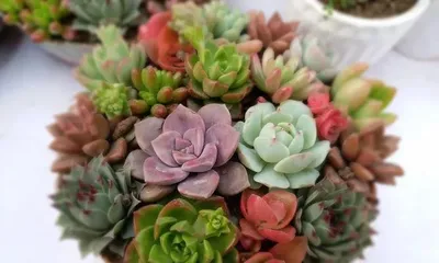 The Art of Watering Succulents – Watering Tips for Succulents (Correct watering prevents succulents from wilting, and mastering these techniques is enough!)