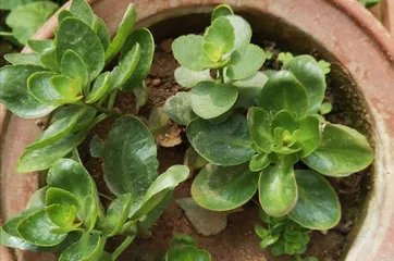 Short-day plants: Types, growth characteristics, and management techniques
