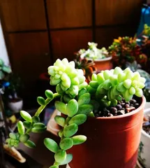 How to water succulent pendants (detailed explanation of succulent pendant watering techniques)