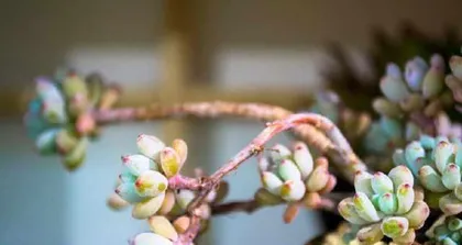 The Repair Methods for Succulent Stunted Seedlings (Reviving Your Succulents)