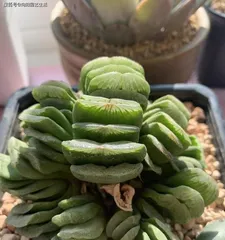 Cacti and Succulents: Tips for Growing Mother of Thousands (Creating a Stunning Balcony Garden, Evergreen and Bright by the Window)