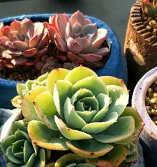 The watering frequency of succulents varies in spring, summer, autumn, and winter (How to water scientifically and reasonably to make succulents grow vigorously)