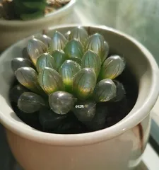 Watering Techniques for Echeveria derenbergii (How often to water daily? These are the things to注意!)