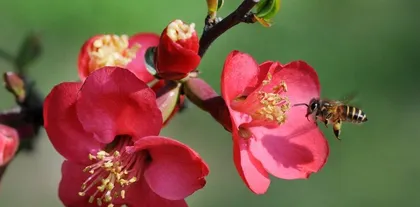 The Symbolism and Meaning of the Flower Language of Chinese Rose（Transmitting Love and Beauty）