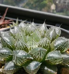 The entire blooming process of Echeveria derenbergii (Exploring the flowering process of Echeveria derenbergii, a glimpse into the charm of amazing plants)