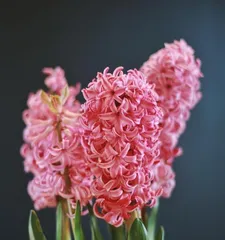 The sister flowers of Hyacinth (Exploring flower species similar to Hyacinth and their characteristics)