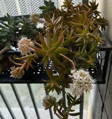 Succulents bloom, colorful (the colors and appearance of succulent flowers)
